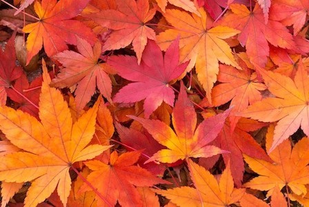 落ち葉の保存方法や簡単に綺麗に出来るには Color Life